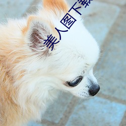 美人圖下載
