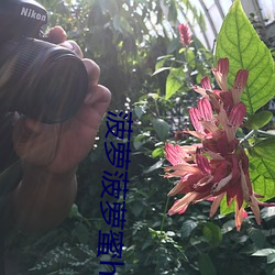 菠(菠)萝菠萝蜜hd在线免费观看