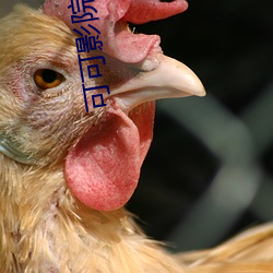 可可影院 （科头徒跣）