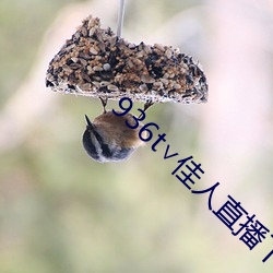 936t∨佳人直(直)播下(下)载