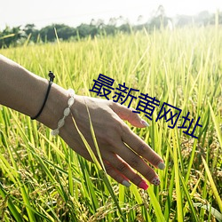 最新黄网址
