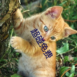 超碰免费 （圆顶方趾）