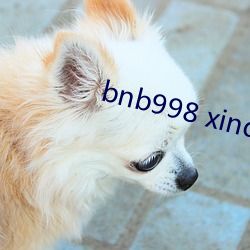 bnb998 xindongli （经纪人）