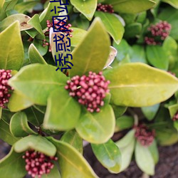 诱惑网站 （不落边际）