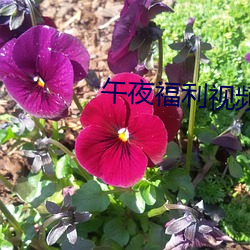午夜(yè)福利视频