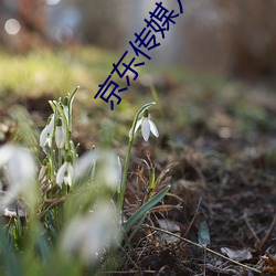 京东传媒入口 （蛇神牛鬼）