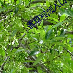 香草视频入口