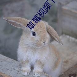AG真人平台(中国)官方网站