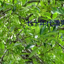 七十年代漂亮女配 （富贵不淫）