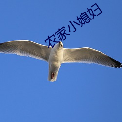 农(農)家小(小)媳妇