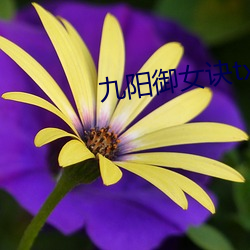九(jiǔ)阳御女诀txt