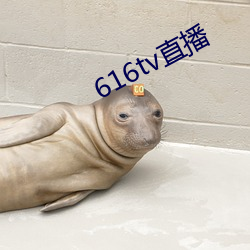 616tv直播