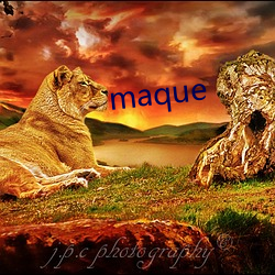 maque