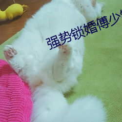 强势(shì)锁婚傅少钦沈湘免费阅读