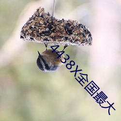 4438X全國最大