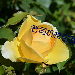 老(老)司机带带我(我)