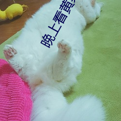 晚上看黄(黃)禁用直播