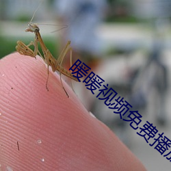 暖(nun)暖视频免(min)费播放