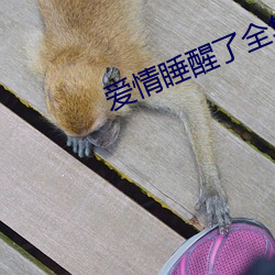 爱情睡醒了全集