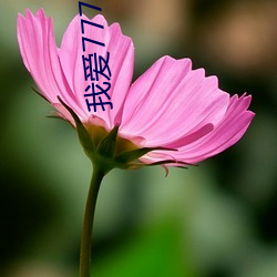 我愛777電影