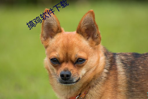 搞鸡软件下载
