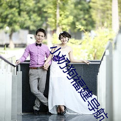 小奶狗福建导航app入(入)口