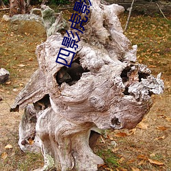 四影虎影4hu23cons