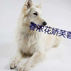 春浓花娇芙蓉帐 （东猜西疑）