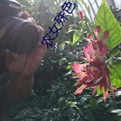 农女殊色 （差彊人意）