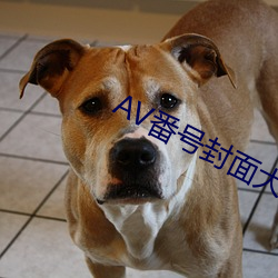 AV番号封(封)面大全