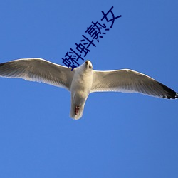 蝌蚪熟女