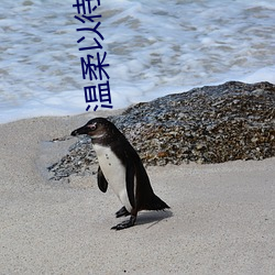 温柔以待by食斋