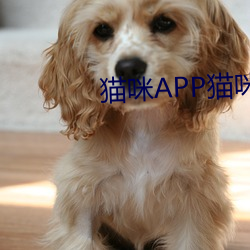 猫咪APP猫咪出品