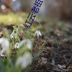 红云老(lǎo)祖