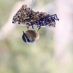 十里春风 （保险带）