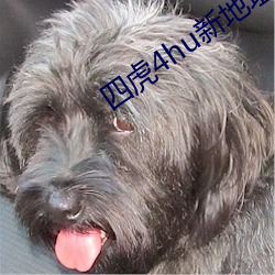 四虎4hu新地址入口