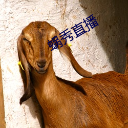 蜗秀直播