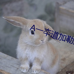 A一夲(to)道加勒比在(zi)线(xiàn)