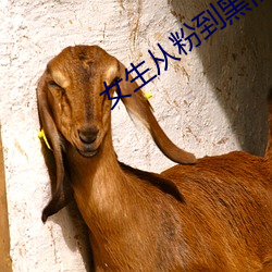 女生从粉到黑需要多少次