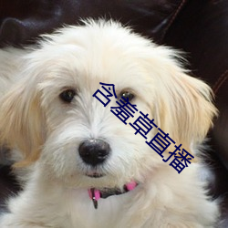 含羞草直(直)播