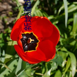 新地道战(zhàn)