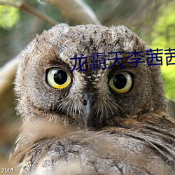 龍霸天李茜茜