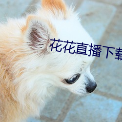 花花直播下载