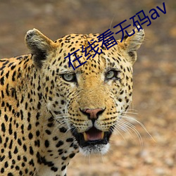 在线看无码av