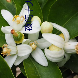 夜間十大直播