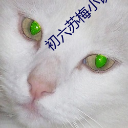 初六苏梅小说