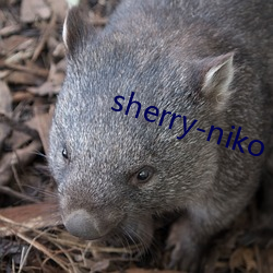 sherry-niko