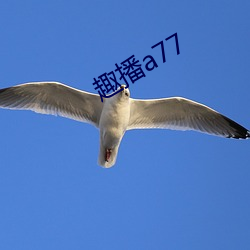 趣播a77