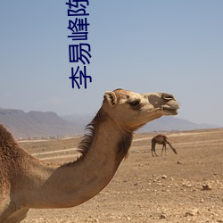 李易峰陳偉霆CP