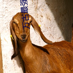 万古最强部落(luò)